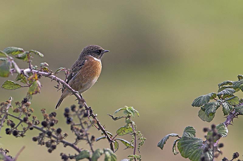 01AD7171 Common stonechat Copyright Mike Read.jpg - Common stonechat Saxicola torquata male perched in Bramble Rubus fruticosus Keyhaven